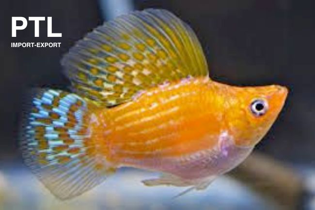 PTL-072_POECILIA SPH.BALLOON MOLLY ORANGE.jpg